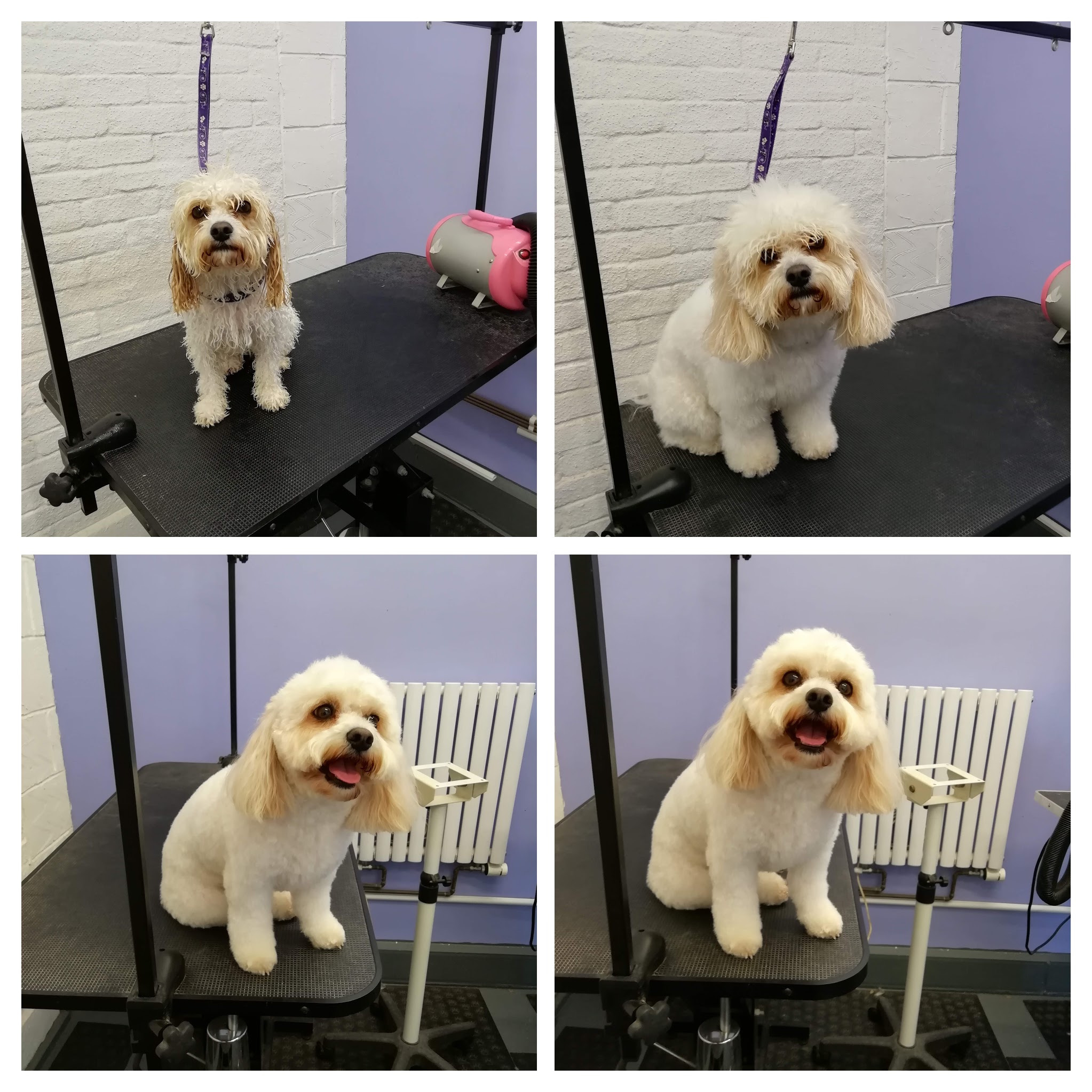 IMG_20190919_150441-COLLAGE (1)